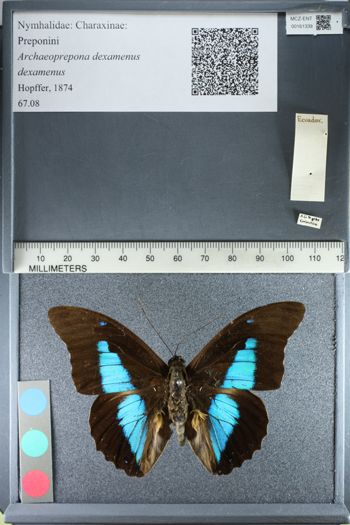 Media type: image;   Entomology 161339